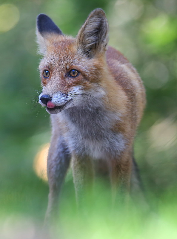 Фотографія **** / Міщенко Вячеслав / photographers.ua