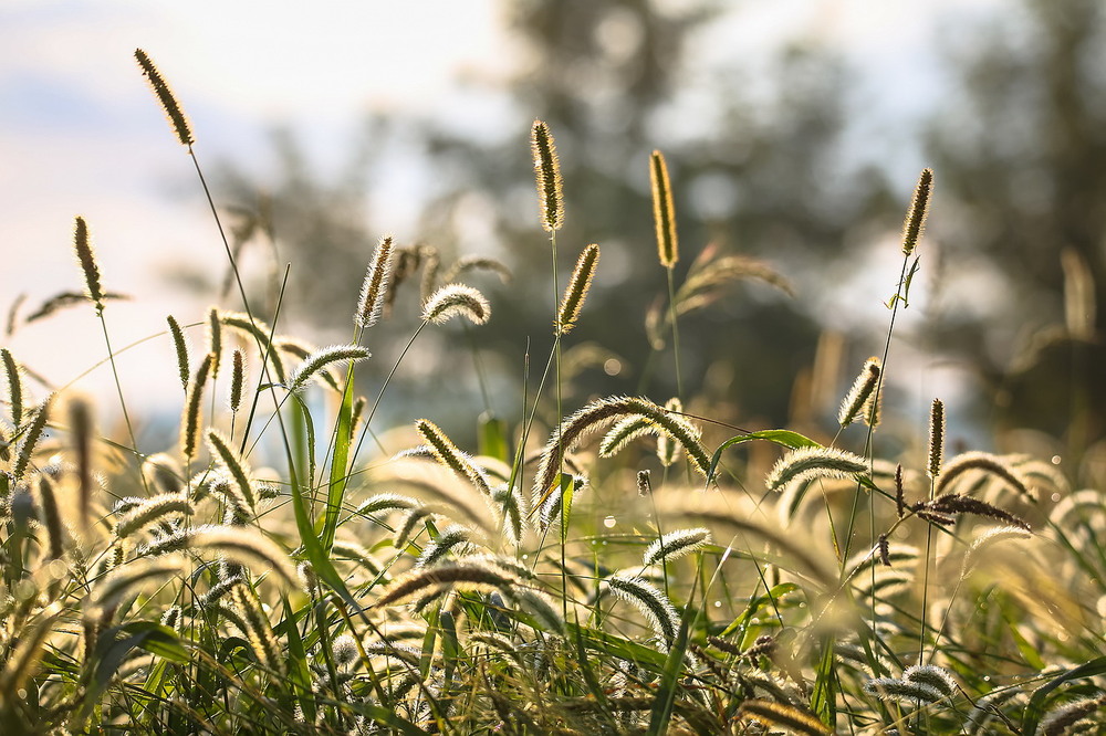 Фотографія …Десь високо в травах… / Міщенко Вячеслав / photographers.ua
