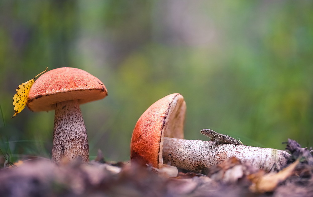 Фотографія **** / Міщенко Вячеслав / photographers.ua