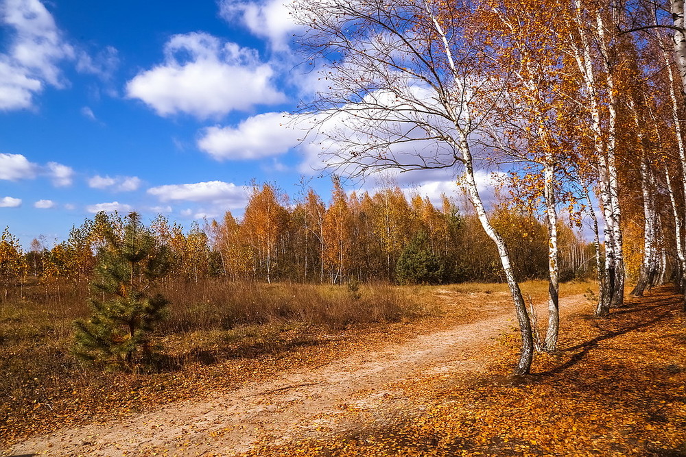 Фотографія Осень на прогулке / Міщенко Вячеслав / photographers.ua