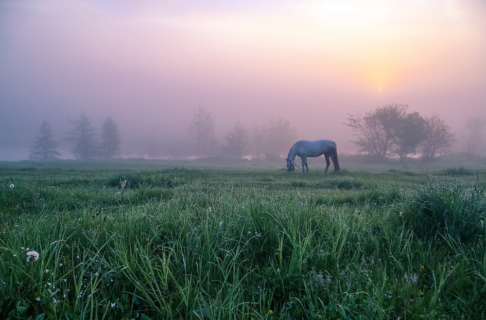 Фотографія Ой, чий то кінь стоїть / Мищенко Вячеслав / photographers.ua