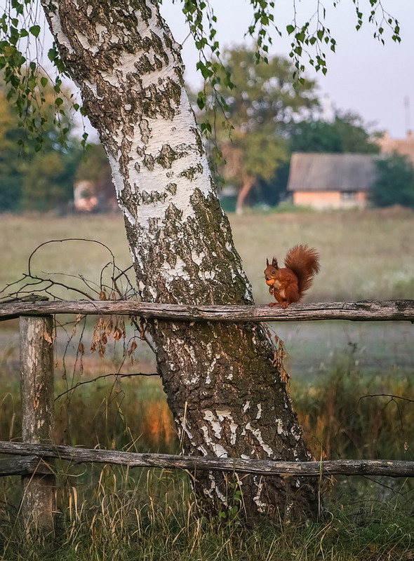 Фотографія Белка песенки поет да орешки все грызет... / Міщенко Вячеслав / photographers.ua