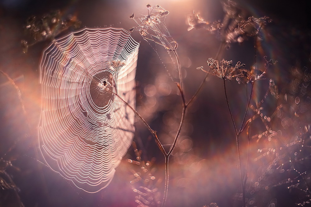 Фотографія Осень... Утренних слёз паутина... / Міщенко Вячеслав / photographers.ua