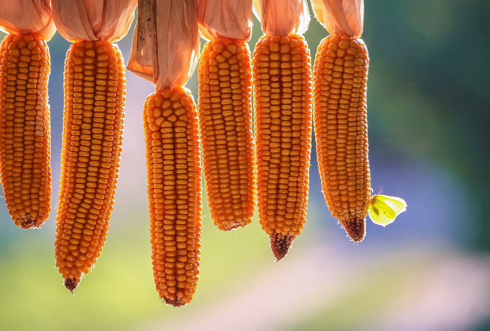 Фотографія Лимонниця / Міщенко Вячеслав / photographers.ua