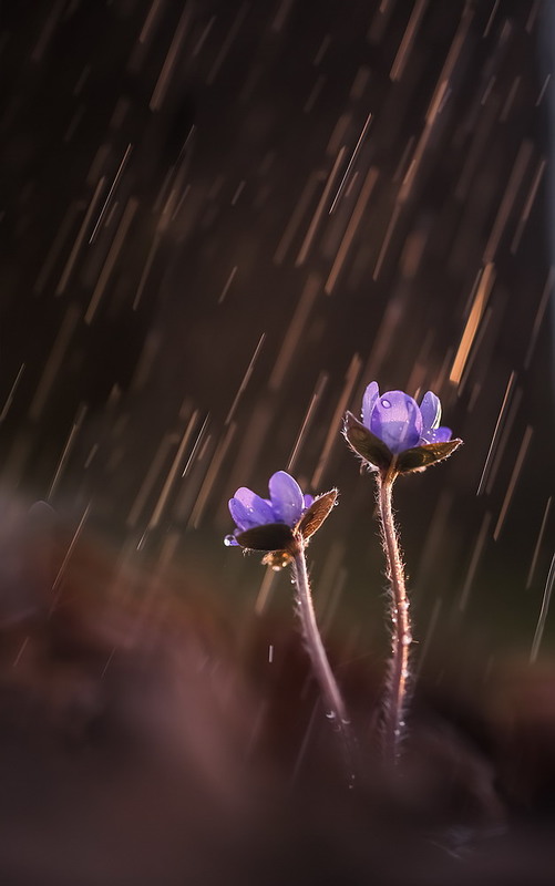 Фотографія Весной дождь пахнет надеждой / Мищенко Вячеслав / photographers.ua