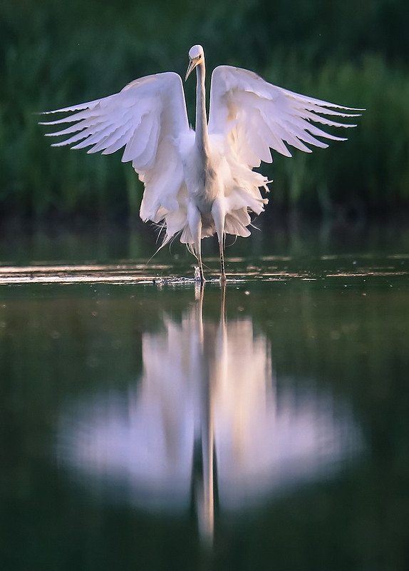 Фотографія Чепура велика / Міщенко Вячеслав / photographers.ua