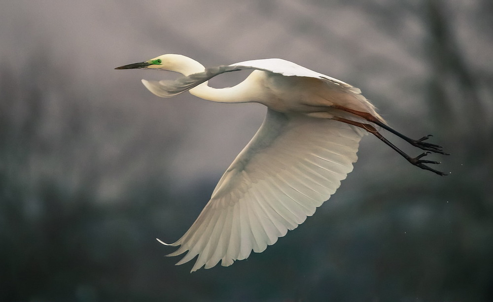 Фотографія Чепура велика / Міщенко Вячеслав / photographers.ua