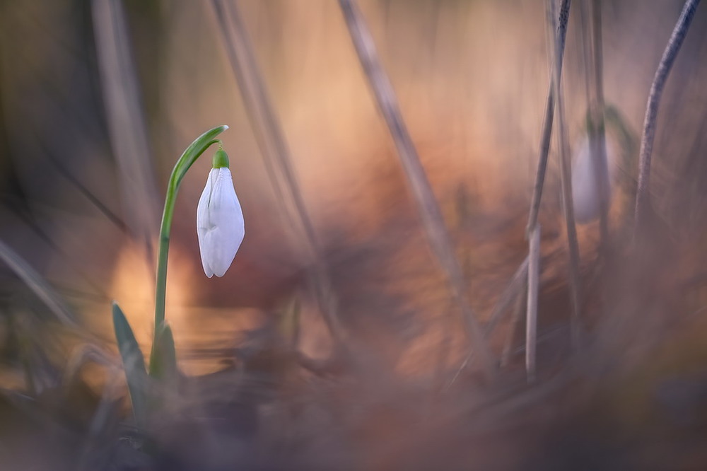 Фотографія Весна в пастельных тонах / Міщенко Вячеслав / photographers.ua
