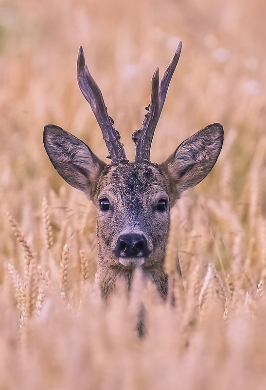 Фотографія **** / Міщенко Вячеслав / photographers.ua