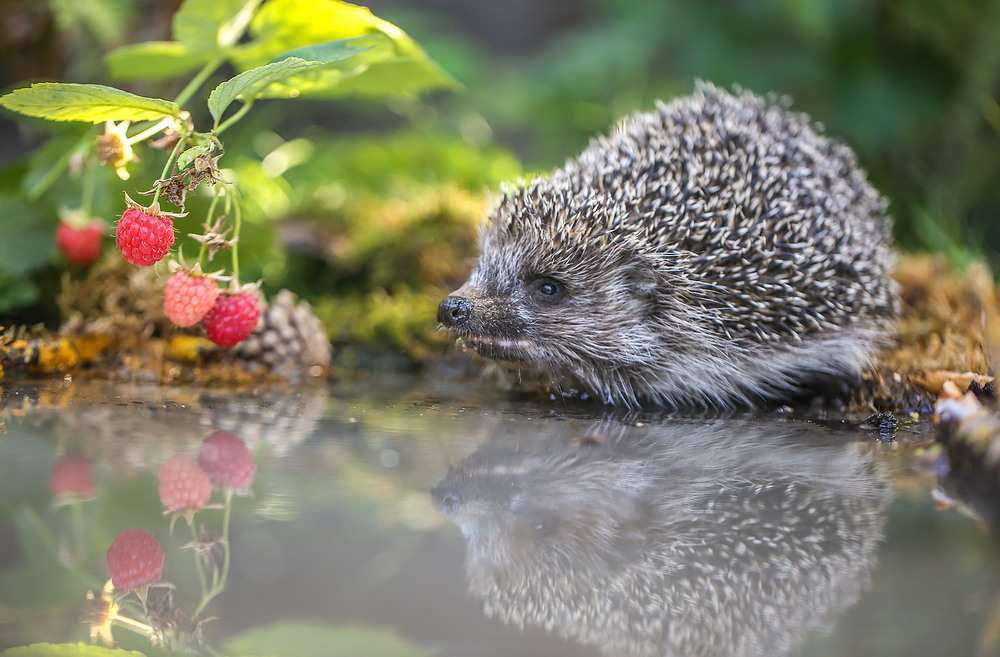 Фотографія **** / Міщенко Вячеслав / photographers.ua