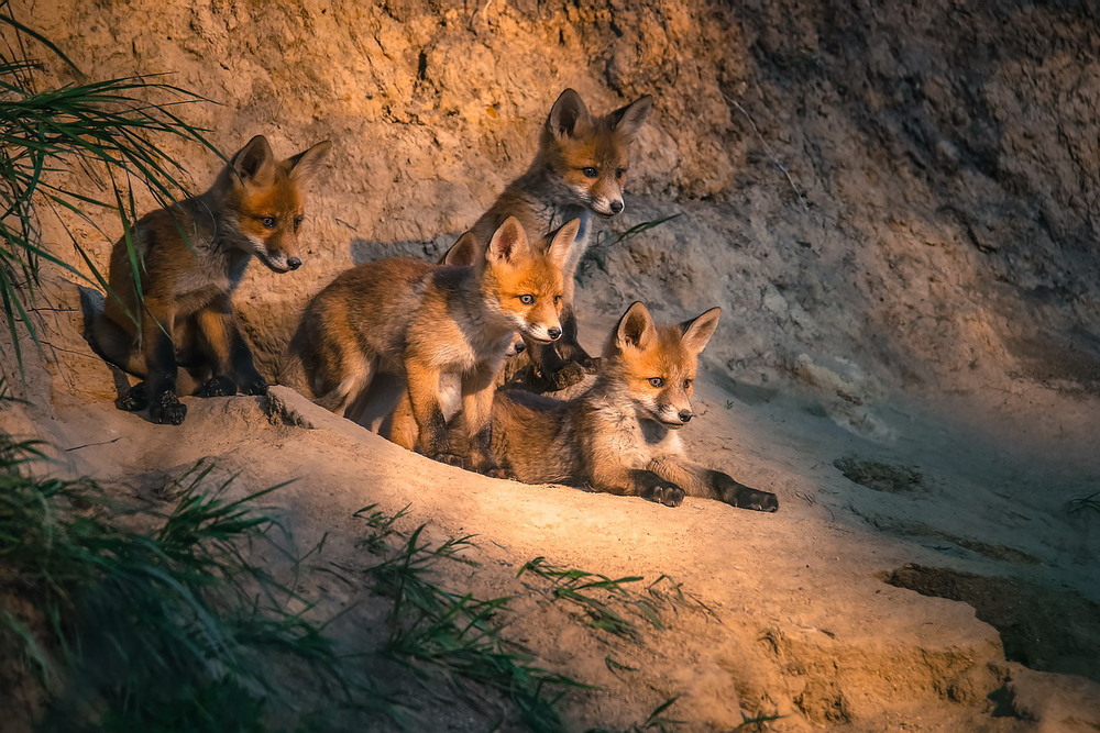Фотографія **** / Міщенко Вячеслав / photographers.ua