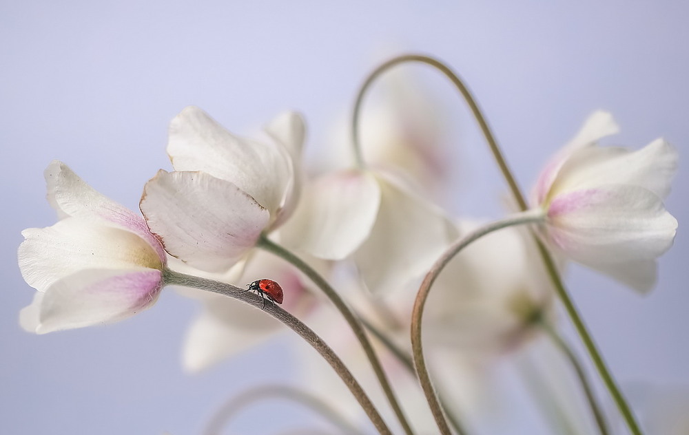 Фотографія **** / Міщенко Вячеслав / photographers.ua
