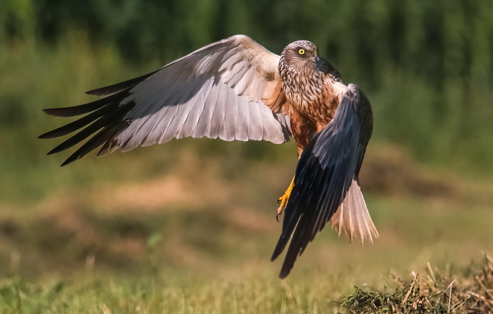 Фотографія Очеретяний лунь / Міщенко Вячеслав / photographers.ua