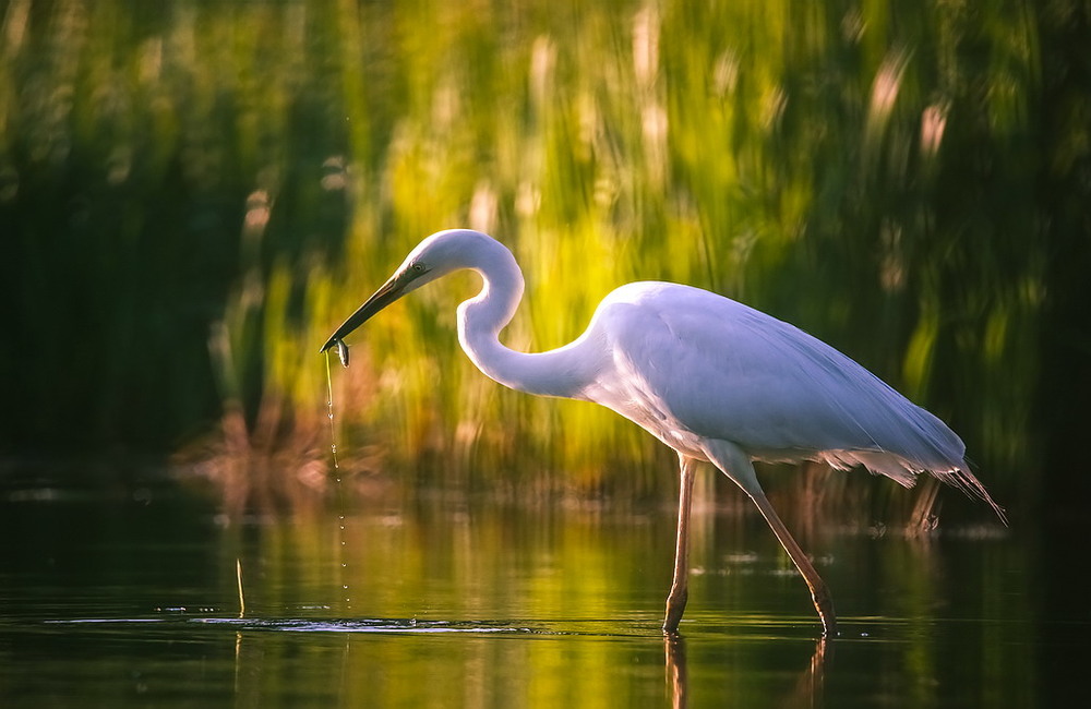 Фотографія Крупный улов / Міщенко Вячеслав / photographers.ua