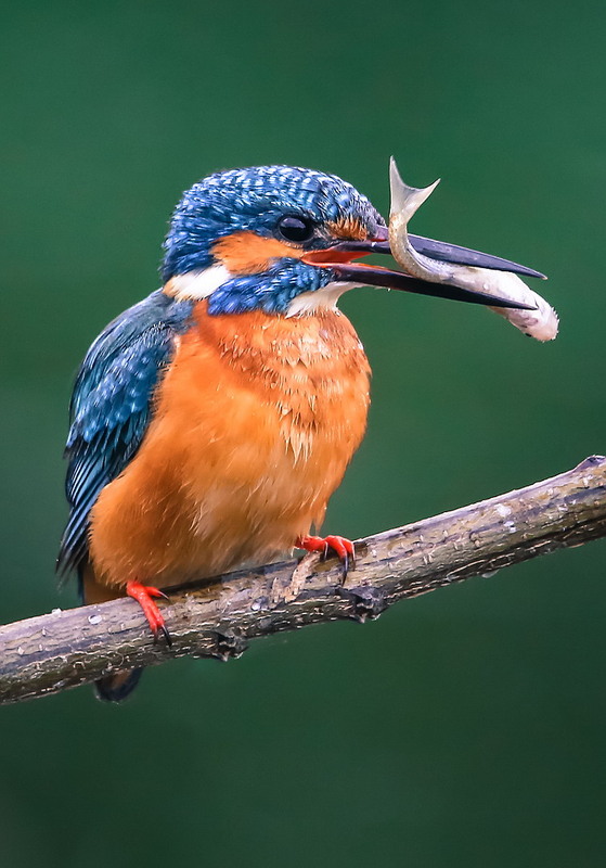 Фотографія Рибалочка / Міщенко Вячеслав / photographers.ua