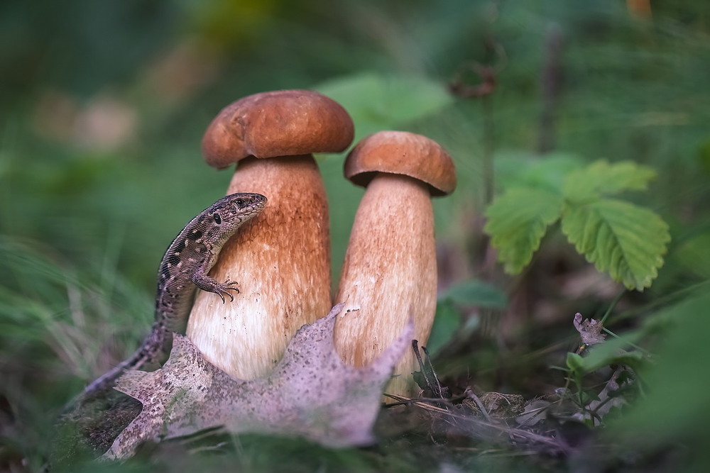 Фотографія **** / Міщенко Вячеслав / photographers.ua