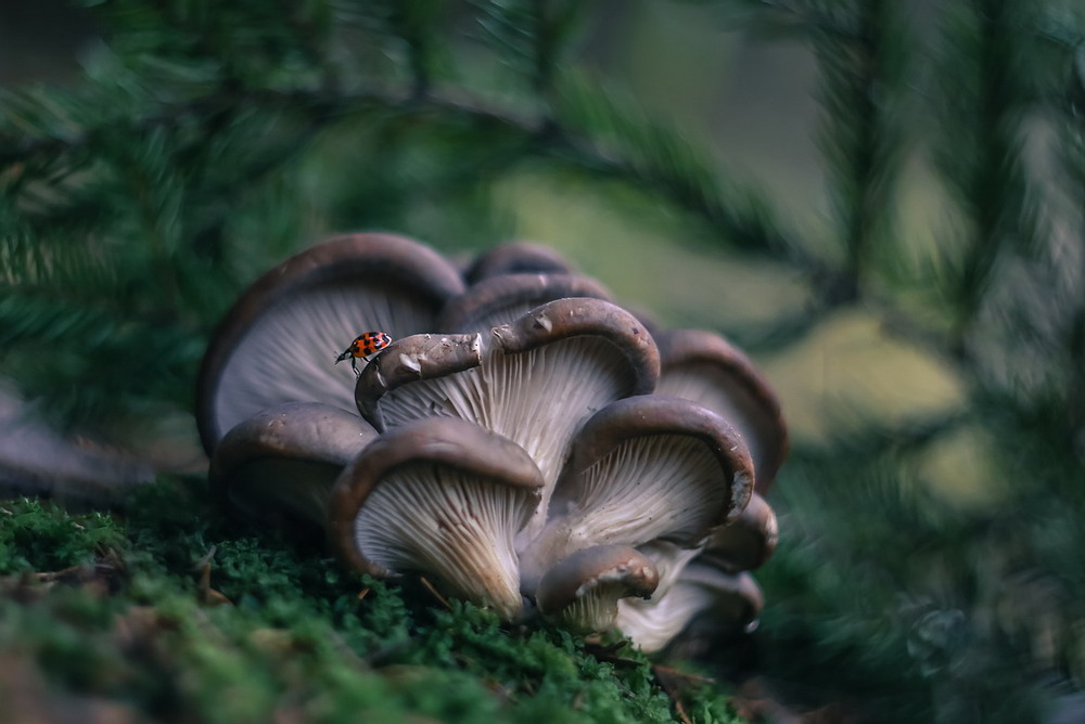 Фотографія **** / Міщенко Вячеслав / photographers.ua