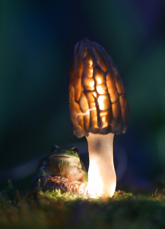 Фотографія **** / Міщенко Вячеслав / photographers.ua