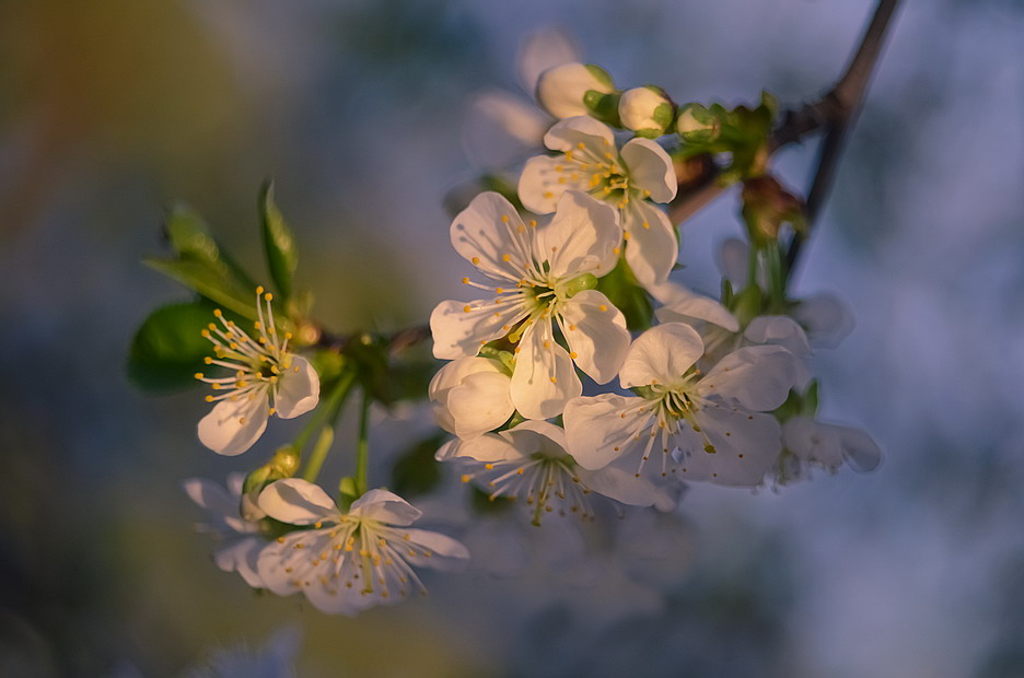 Фотографія Мороз крепчает а в душе весна. / Міщенко Вячеслав / photographers.ua