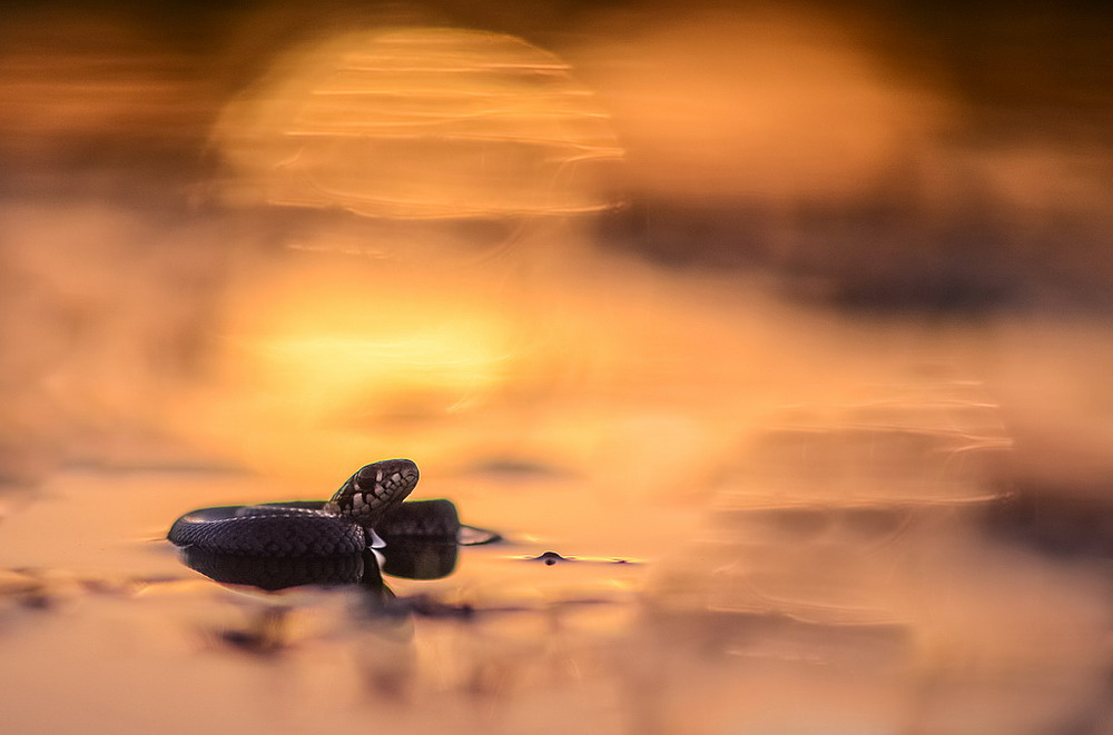 Фотографія Закат. Как змеи, волны гнутся / Міщенко Вячеслав / photographers.ua