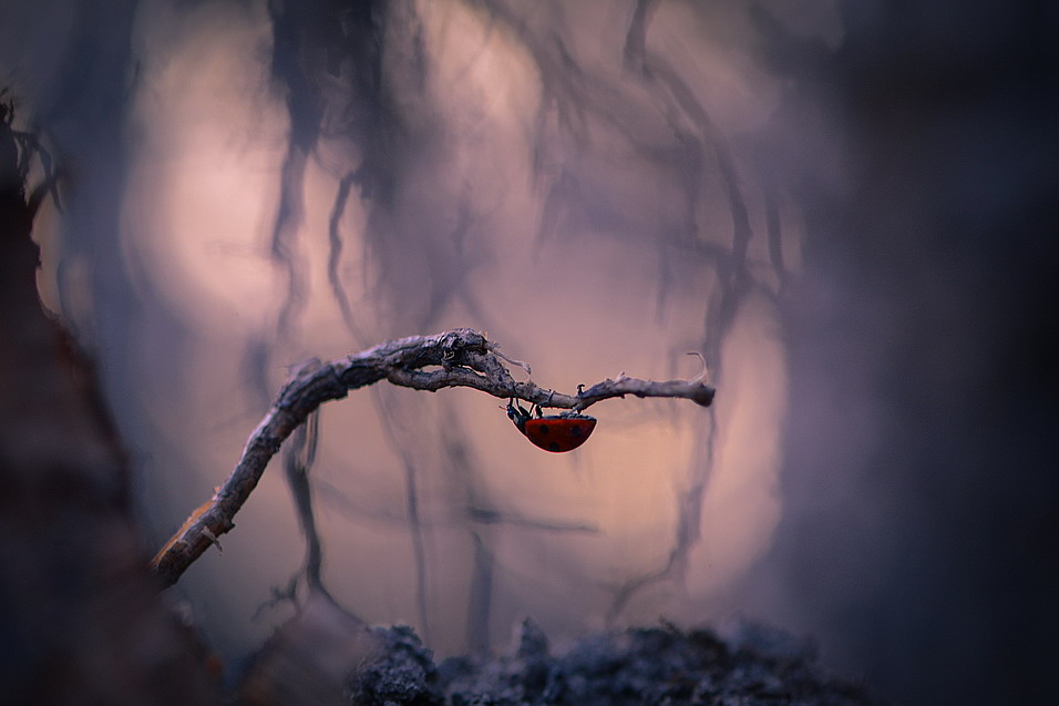 Фотографія В тёмно-синем лесу ...... / Міщенко Вячеслав / photographers.ua