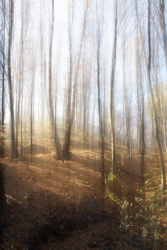 Фотографія Mystical autumn / Wlad Ochotimski / photographers.ua