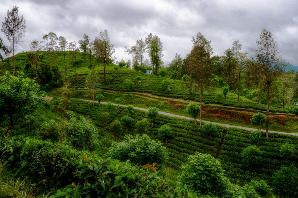 Фотографія Ще раз про чай) / Wlad Ochotimski / photographers.ua