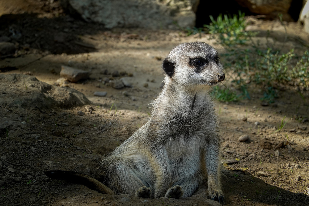 Фотографія Erdmännchen / Wlad Ochotimski / photographers.ua