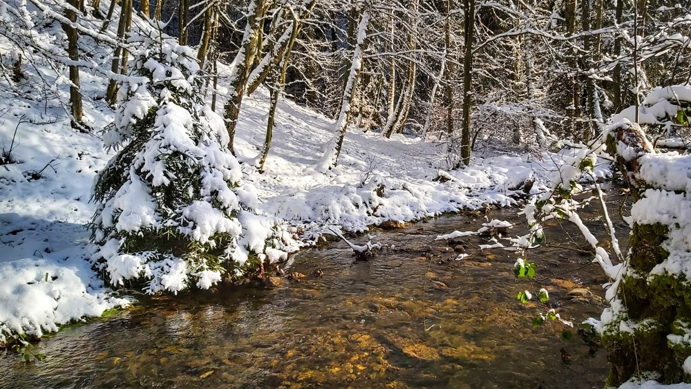 Фотографія В лесу родилась елочка ) / Wlad Ochotimski / photographers.ua