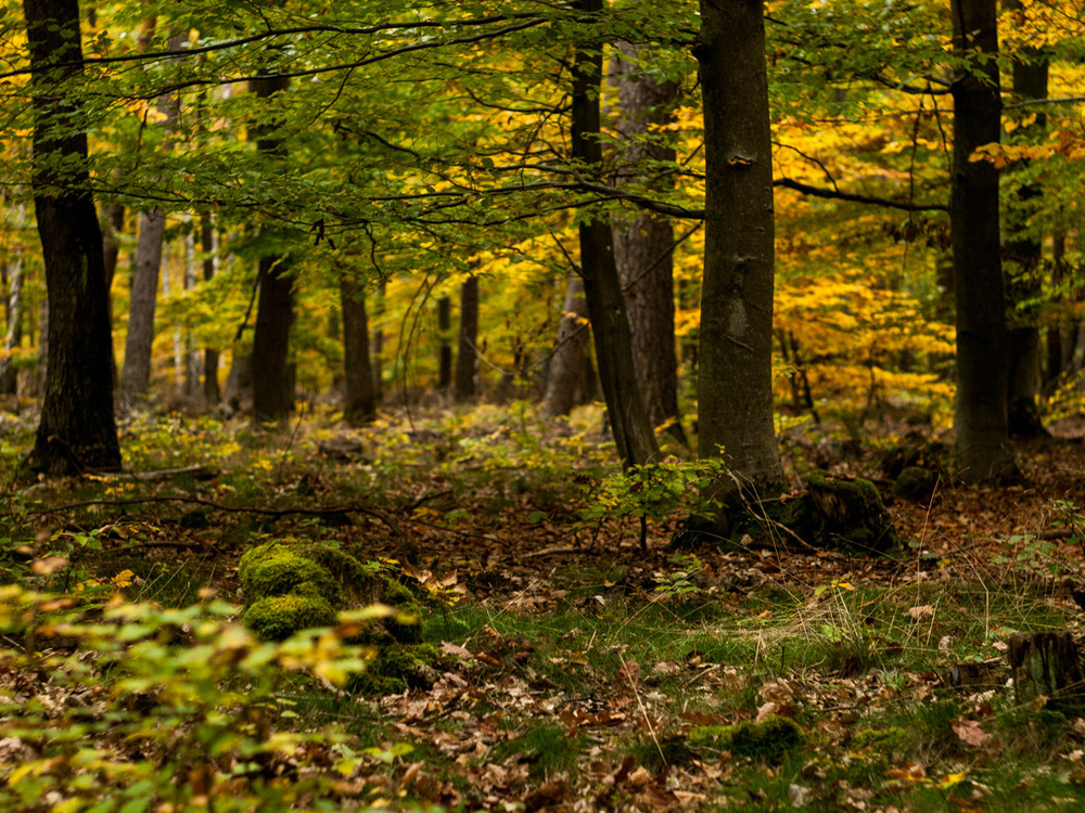 Фотографія Прогулки по лесу / Wlad Ochotimski / photographers.ua