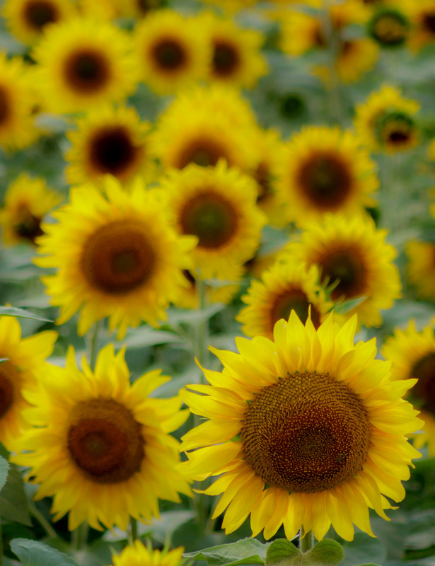 Фотографія Соняшник / Зоя та Олександр / photographers.ua