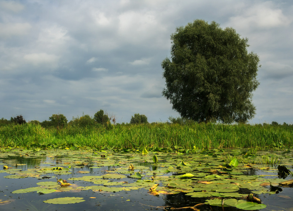 Фотографія На Солонецькому озері / Зоя та Олександр / photographers.ua