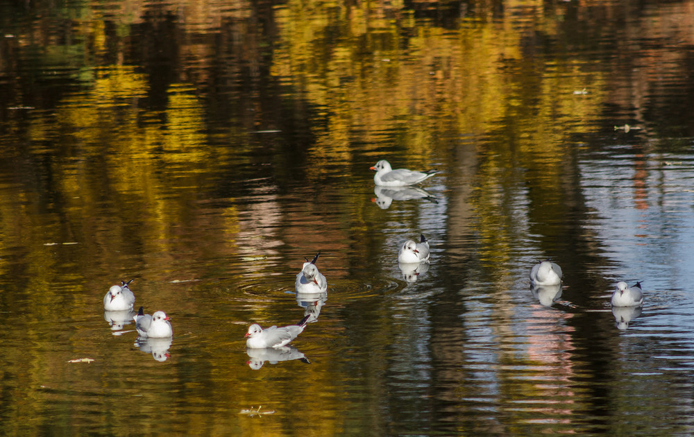 Фотографія Осенний этюд с чайками / Зоя та Олександр / photographers.ua