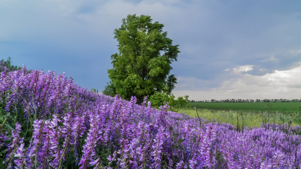 Фотографія Фиолетовое настроение лета / Зоя та Олександр / photographers.ua