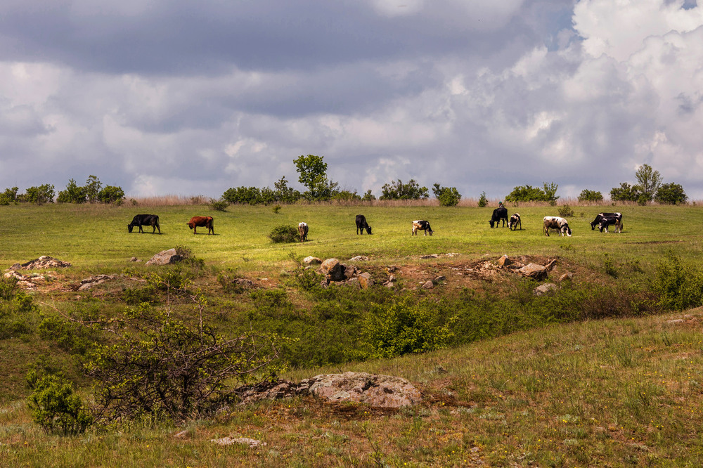 Фотографія Пейзаж с коровками / Зоя та Олександр / photographers.ua