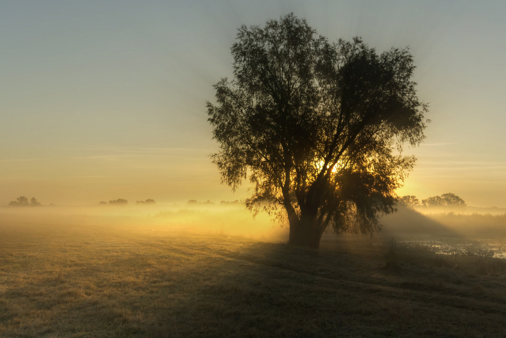 Фотографія Туманний ранок біля самотнього дерева / Зоя та Олександр / photographers.ua