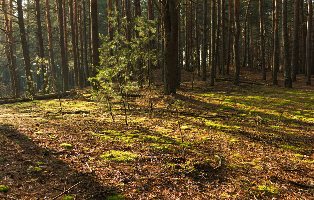 Фотографія Ранок у лісі / Зоя та Олександр / photographers.ua