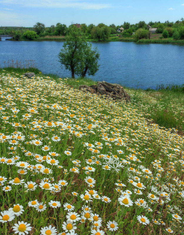 Фотографія Коли розквітають ромашки на березі Інгульця / Зоя та Олександр / photographers.ua