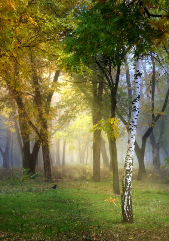 Фотографія Туманний ранок у міському парку / Зоя та Олександр / photographers.ua