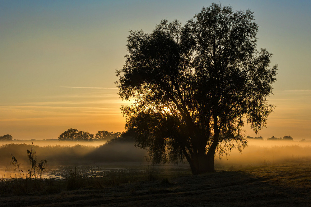 Фотографія Ранок біля верби / Зоя та Олександр / photographers.ua
