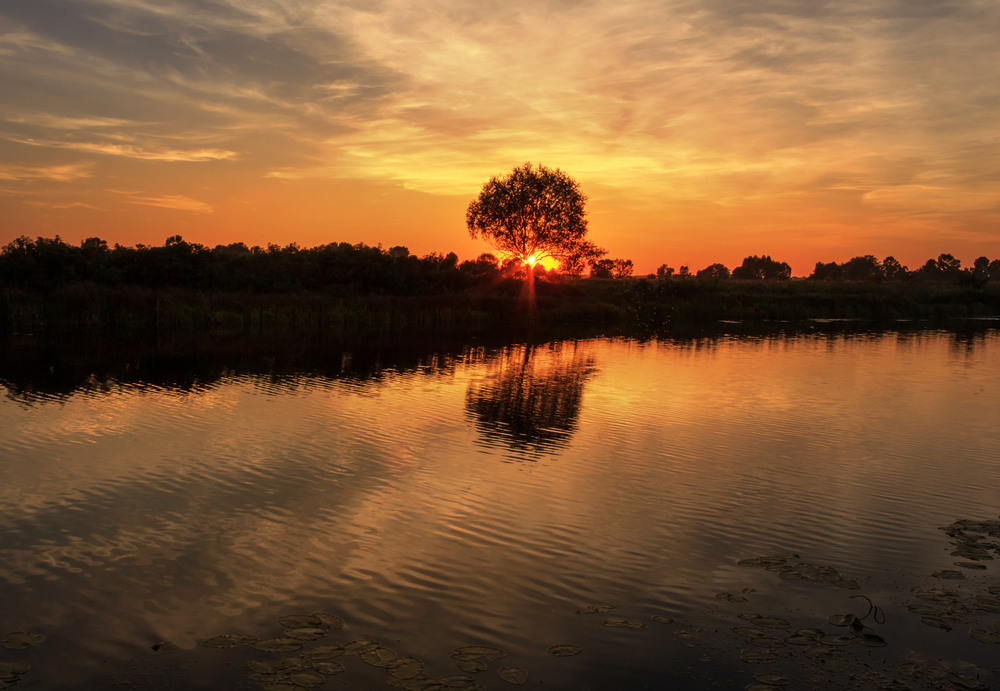 Фотографія Захід сонця біля самотнього дерева / Зоя та Олександр / photographers.ua