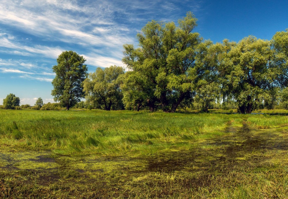 Фотографія На заливних луках / Зоя та Олександр / photographers.ua