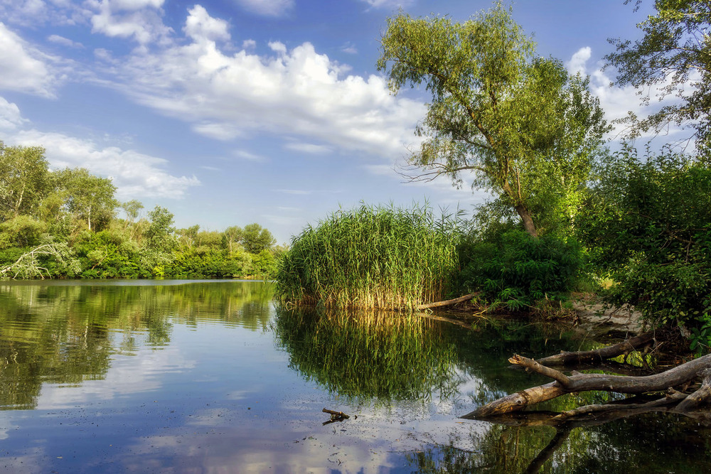 Фотографія Літо на річці Оріль / Зоя та Олександр / photographers.ua