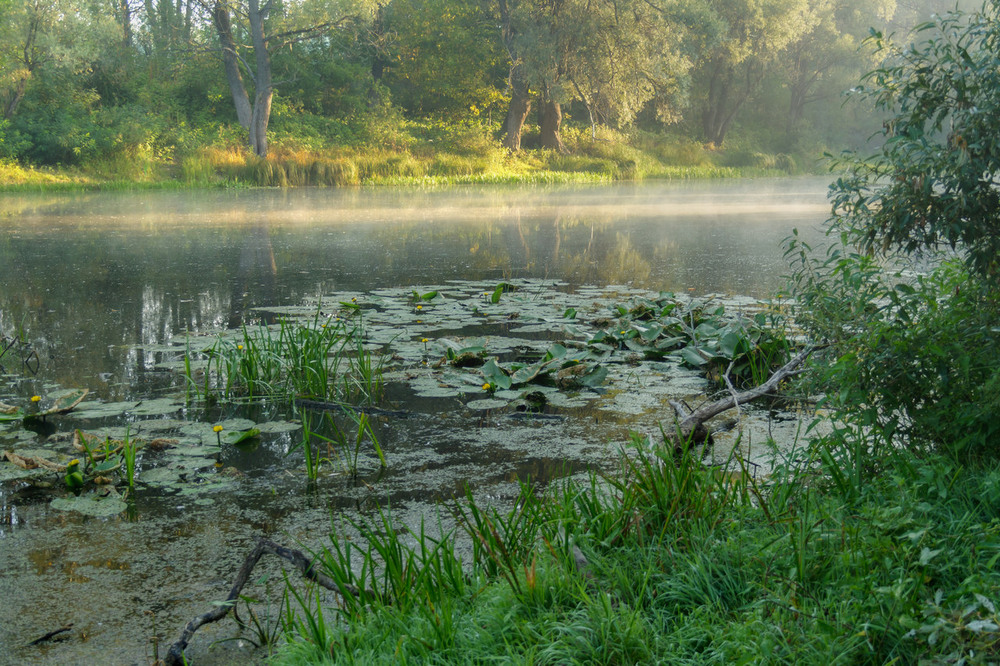 Фотографія Ранним солнечным утром на реке Остёр / Зоя та Олександр / photographers.ua