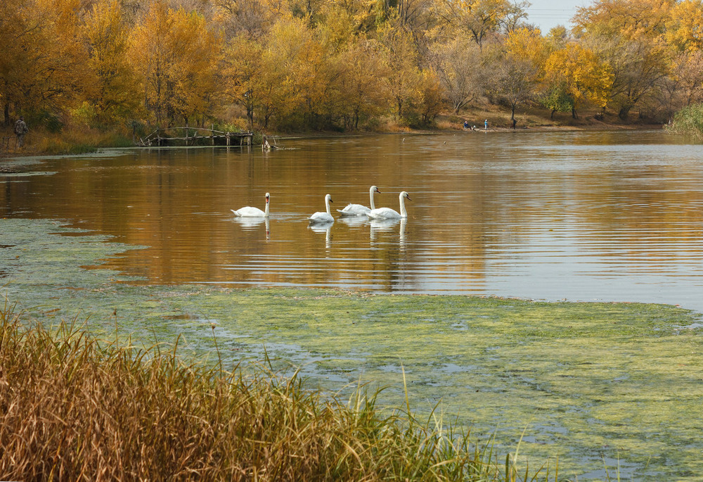 Фотографія Осень на реке Ингулец / Зоя та Олександр / photographers.ua