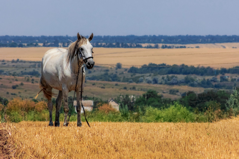 Фотографія Ой чий то кінь стоїть,що сива гривонька... / Зоя та Олександр / photographers.ua