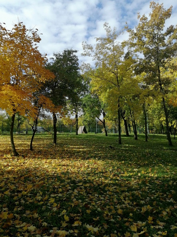 Фотографія В осінньому парку / Зоя та Олександр / photographers.ua