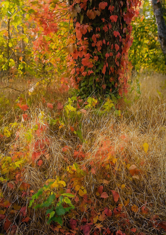 Фотографія Фарби осені / Зоя та Олександр / photographers.ua