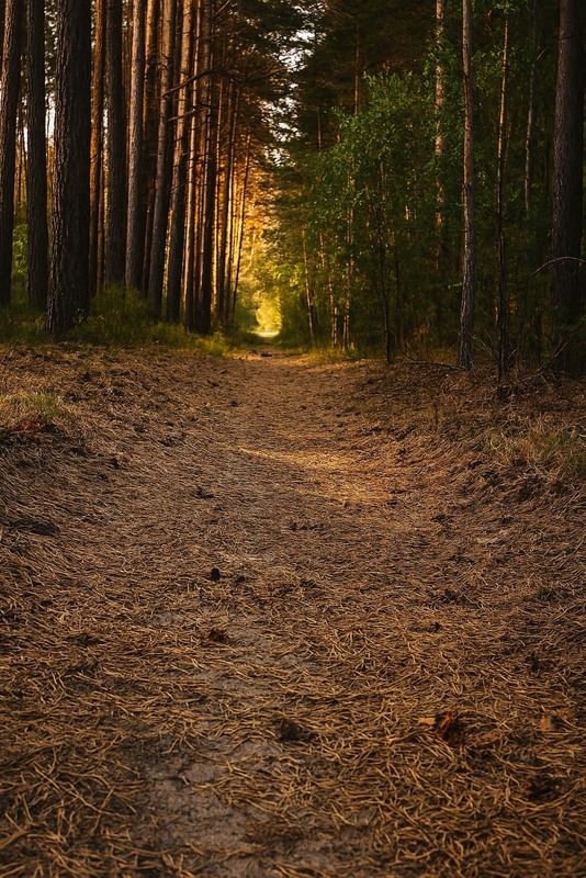 Фотографія Ранок у лісі / Зоя та Олександр / photographers.ua