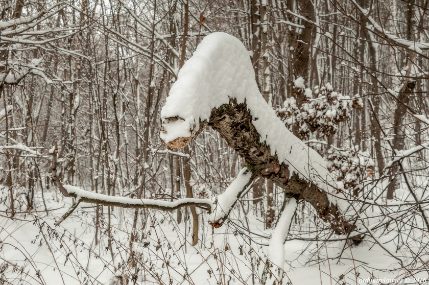 Фотографія Зимний динозавр / ordinarylawyer / photographers.ua